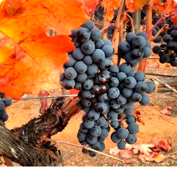 Uva Carménère: Da extinção ao símbolo do Chile!