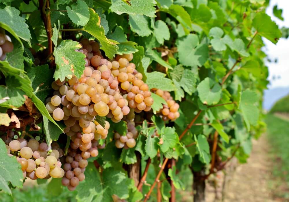 Pinot Grigio: Origem, estilo e curiosidades sobre a uva