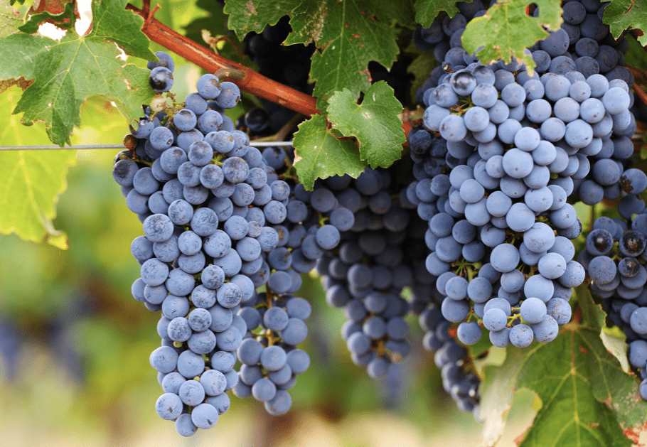Cabernet Sauvignon: A Uva que Conquistou o Mundo